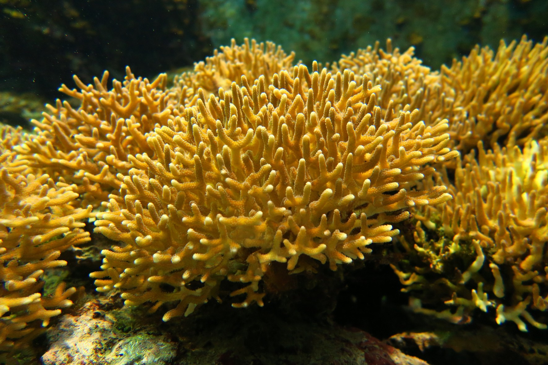 Smooth Cauliflower Coral