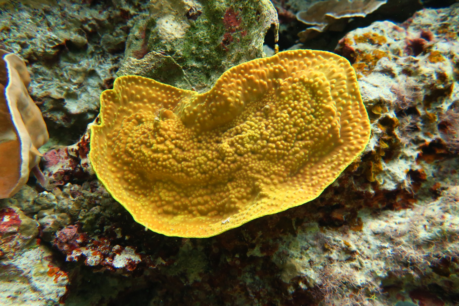ヨコミゾスリバチサンゴ
