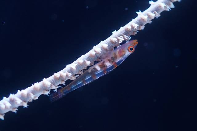 Whip coral goby