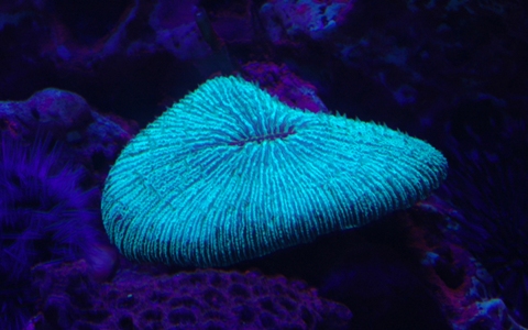 真蕈珊瑚