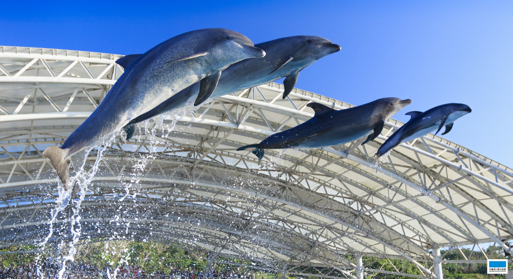 ダウンロード 沖縄美ら海水族館