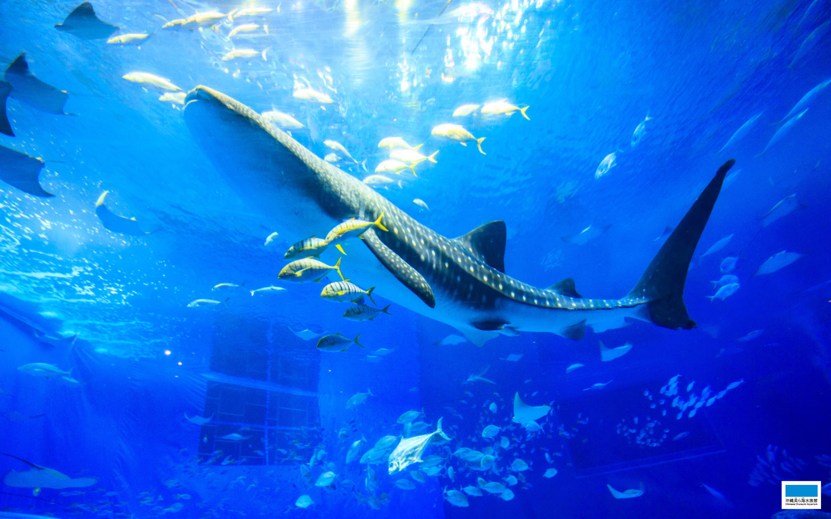 Downloads Okinawa Churaumi Aquarium For The Next Generation To Inherit The Beautiful Seas Of Okinawa