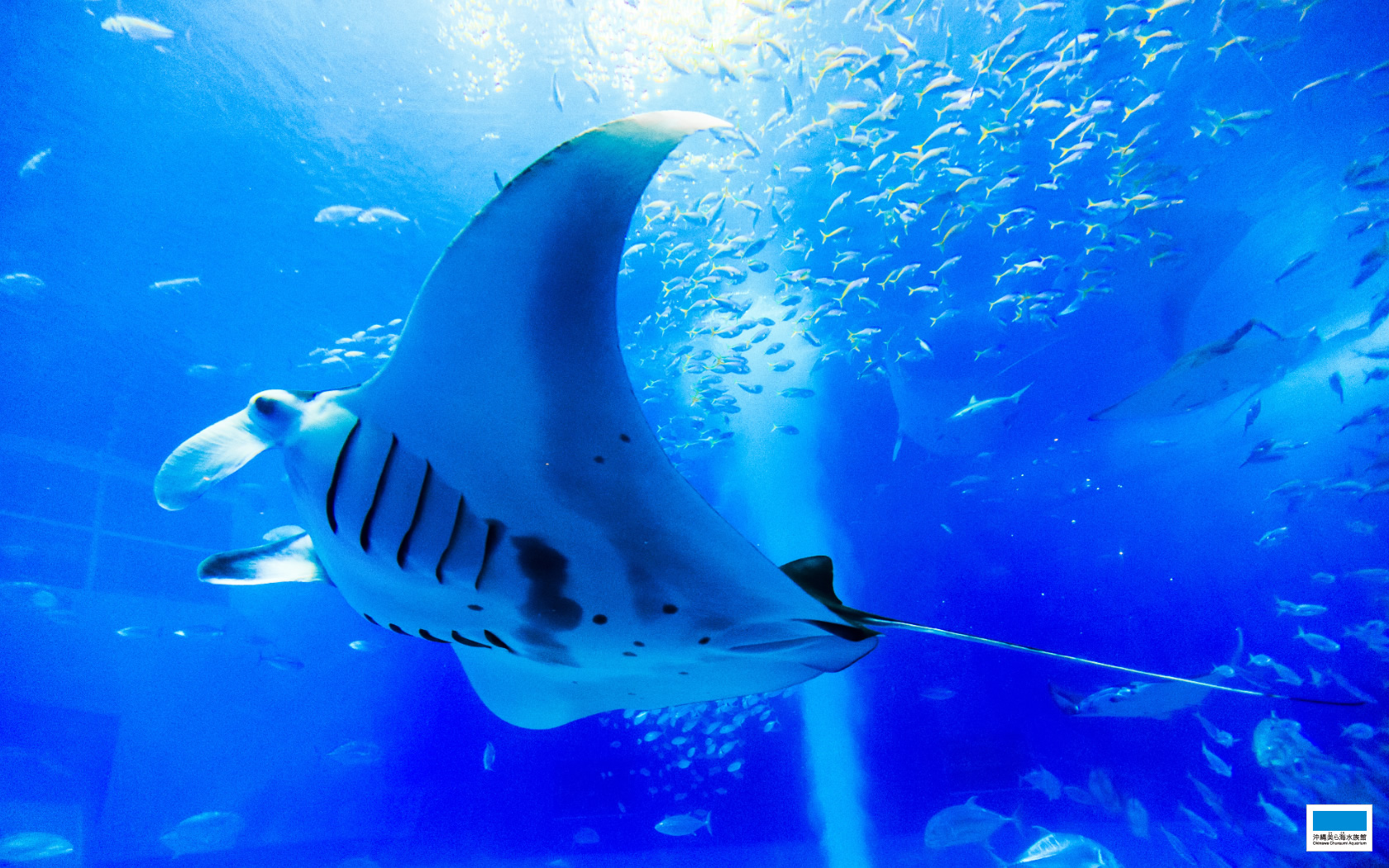 Downloads Okinawa Churaumi Aquarium For The Next Generation To Inherit The Beautiful Seas Of Okinawa