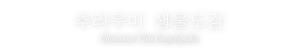 추라우미 생물도감（Churaumi Fish Encyclopedia）