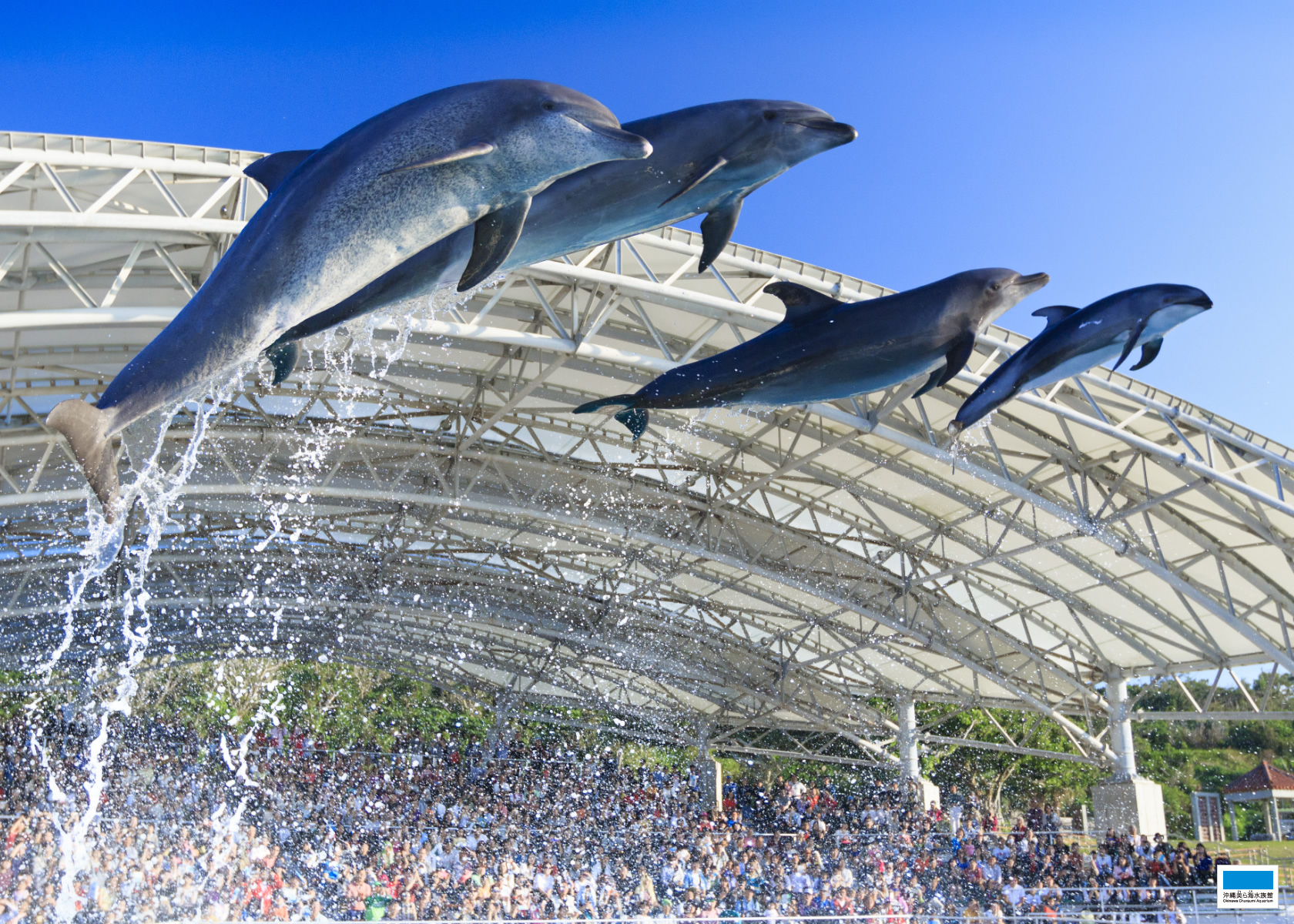 Downloads Okinawa Churaumi Aquarium For The Next Generation To Inherit The Beautiful Seas Of Okinawa