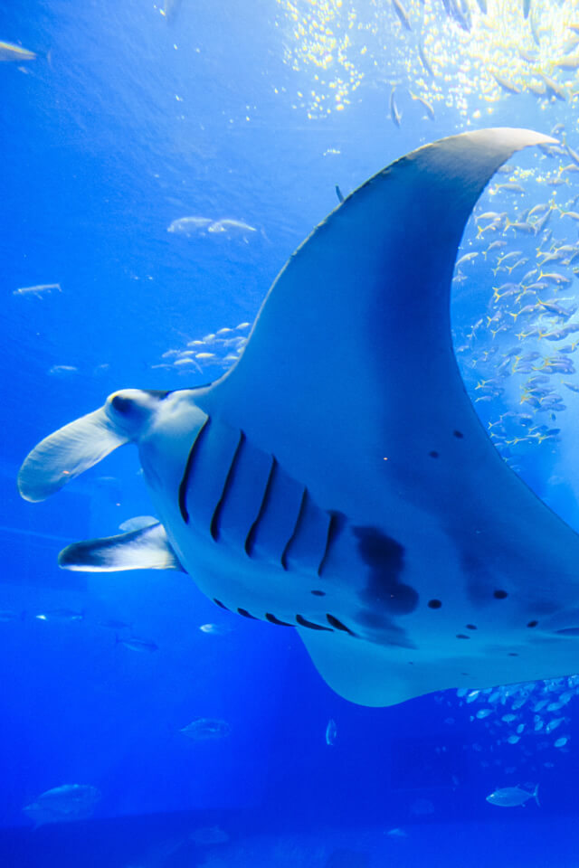 冲绳美丽海水族馆- 冲绳美麗海世代相传-