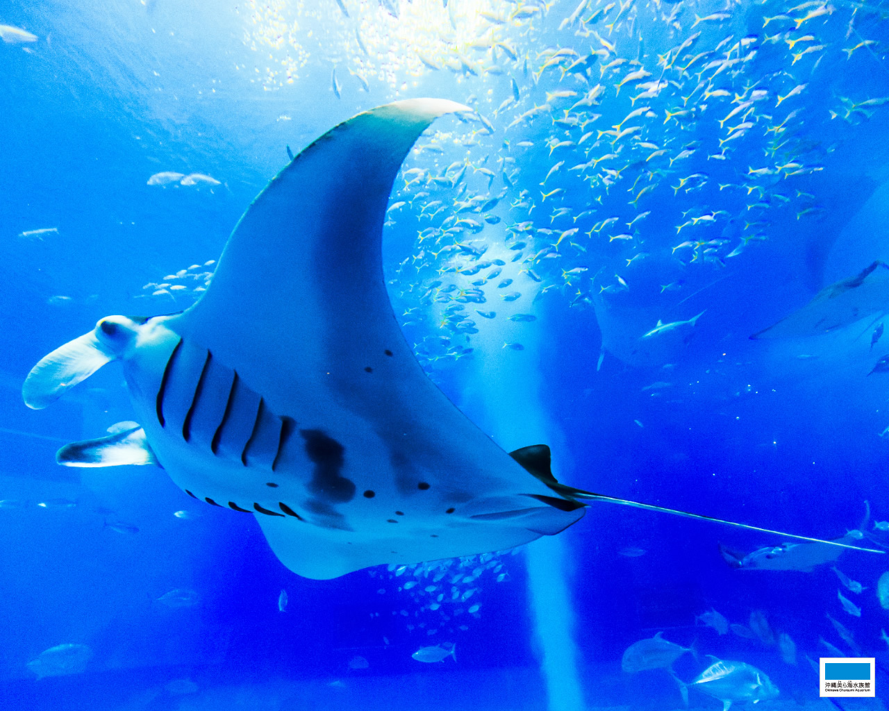 水族館マップ | 沖縄美ら海水族館 - 沖縄の美ら海を、次の世代へ。-