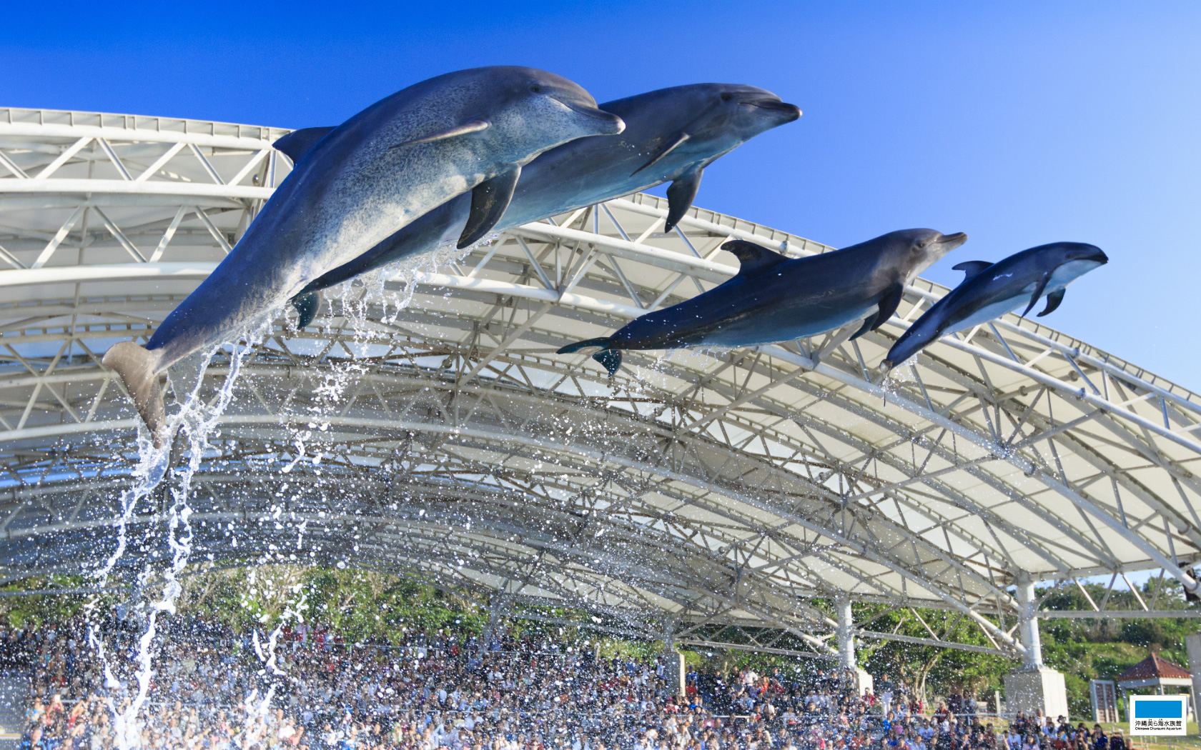 ダウンロード 沖縄美ら海水族館 沖縄の美ら海を 次の世代へ