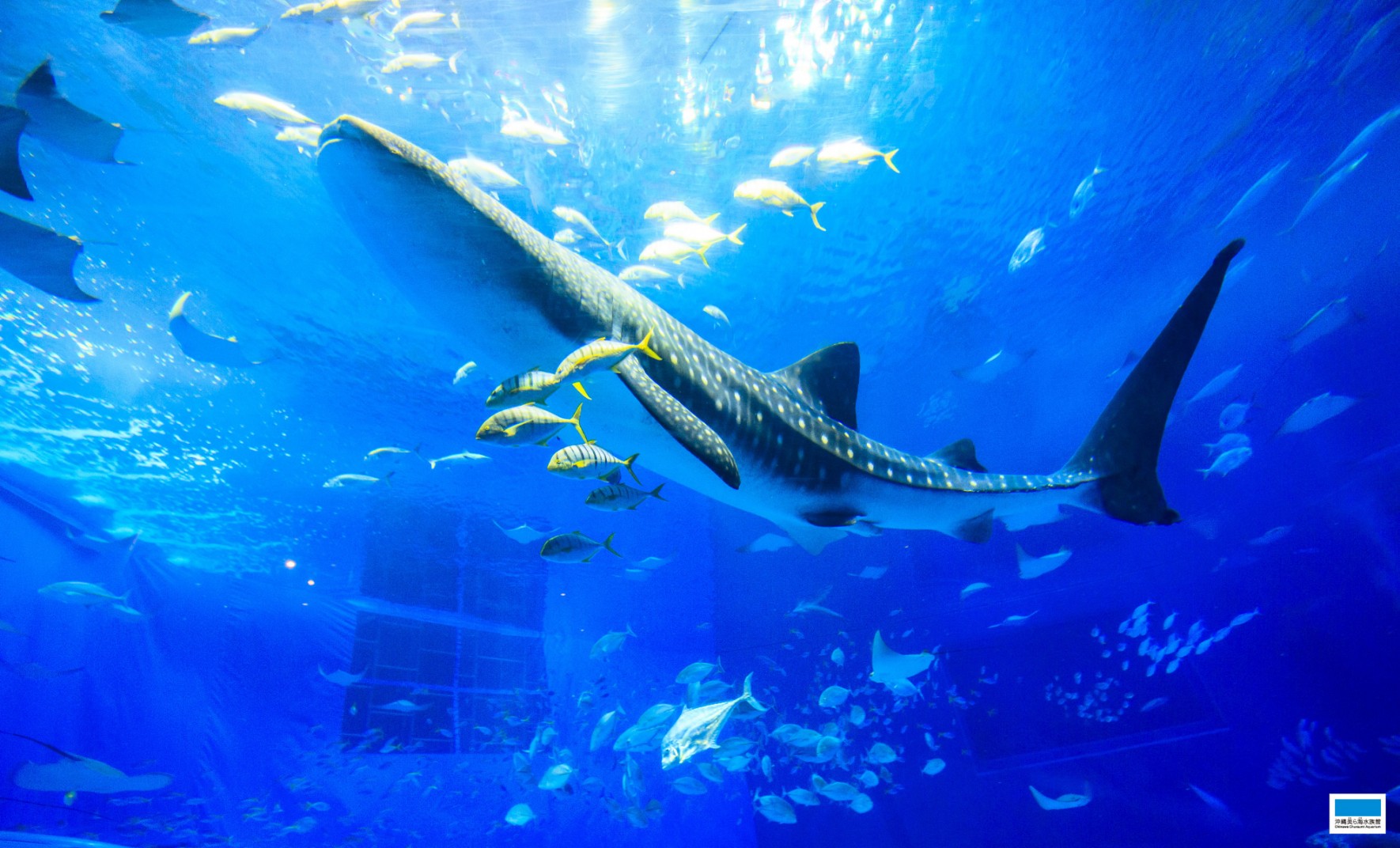 下載 沖繩美麗海水族館 沖繩美麗海世代相傳