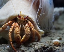 ヤスリヤドカリ 世界初の繁殖に成功 親子展示を開始 お知らせ 沖縄美ら海水族館 沖縄の美ら海を 次の世代へ