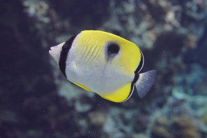 美ら海生き物図鑑 五十音検索 和名 イ から始まる名前の生き物 の検索結果 沖縄美ら海水族館 沖縄の美ら海を 次の世代へ