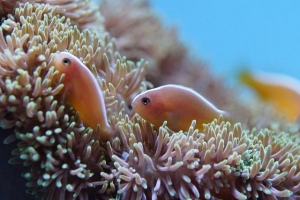 美ら海生き物図鑑 キーワード検索 イソギンチャク の検索結果 沖縄美ら海水族館 沖縄の美ら海を 次の世代へ