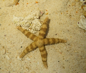 美ら海生き物図鑑 エリア別検索 イノーの生き物たち の検索結果 沖縄美ら海水族館 沖縄の美ら海を 次の世代へ