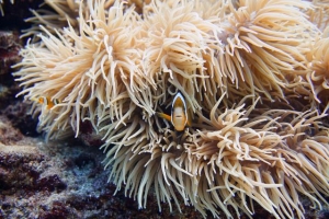 美ら海生き物図鑑 キーワード検索 イソギンチャク の検索結果 沖縄美ら海水族館 沖縄の美ら海を 次の世代へ