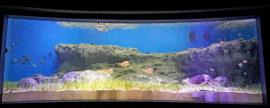 “海のゆりかご”を再現　コブシメが産卵‼ 「海草藻場に暮らす生き物」展示中の画像