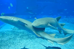 体内の2つの子宮を行ったり来たり！ 世界初!!サメの胎仔の遊泳行動を確認の画像
