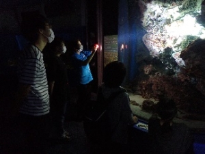 沖縄美ら海水族館☆ナイトガイドツアー　開催！！の画像