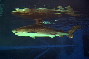 世界初！水槽産まれのイタチザメ　サメ博士の部屋水槽で展示開始!!の画像