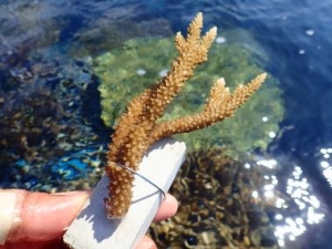 年間パスポート会員様限定！3月8日「サンゴの苗作り体験」参加者募集！の画像