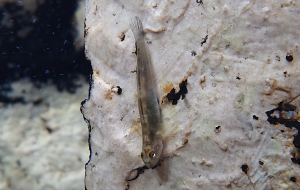 美ら海生き物図鑑 条件別検索 稀少種 の検索結果 沖縄美ら海水族館 沖縄の美ら海を 次の世代へ