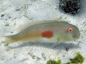 美ら海生き物図鑑 五十音検索 和名 ヒ から始まる名前の生き物 の検索結果 沖縄美ら海水族館 沖縄の美ら海を 次の世代へ