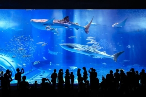沖縄美ら海水族館・入館者「5000万人達成!!」の画像