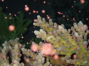 6月8日「サンゴの海」水槽にて「サンゴの放卵放精」を確認！！の画像