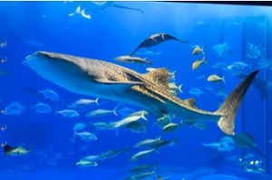 「黒潮の海」水槽　ジンベエザメの展示についての画像