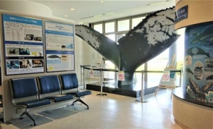 新コーナー「沖縄美ら海水族館　イルカ・クジラの調査研究最前線！」を開設！の画像