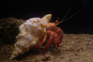 美ら海生き物図鑑 キーワード検索 イソギンチャク の検索結果 沖縄美ら海水族館 沖縄の美ら海を 次の世代へ