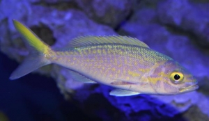 世界初！黄金色に輝く深海魚「キマダラヒメダイ」の展示開始の画像