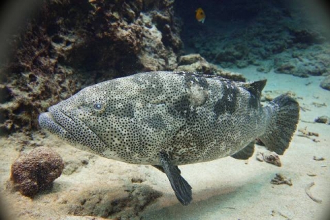 瑪拉巴石斑魚 美丽海生物图鉴 冲绳美丽海水族馆 冲绳美麗海世代相传