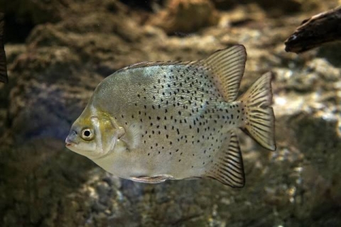 金錢魚 美麗海生物圖鑑 沖繩美麗海水族館 沖繩美麗海世代相傳