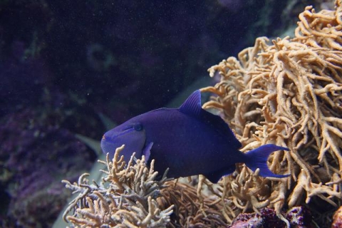 Red-toothed triggerfish ／ Redtooth triggerfish | Churaumi Fish ...