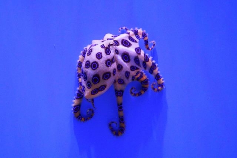 オオマルモンダコ 美ら海生き物図鑑 沖縄美ら海水族館 沖縄の美ら海を 次の世代へ