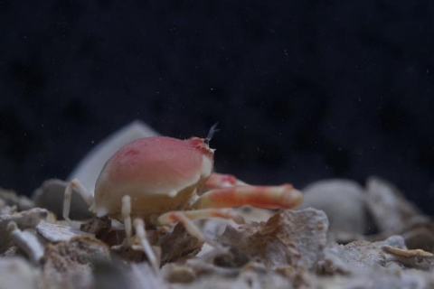 チョウチンコブシガニ 美ら海生き物図鑑 沖縄美ら海水族館 沖縄の美ら海を 次の世代へ