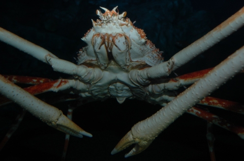 Japanese Spider Crab Churaumi Fish Encyclopedia Okinawa Churaumi Aquarium For The Next Generation To Inherit The Beautiful Seas Of Okinawa