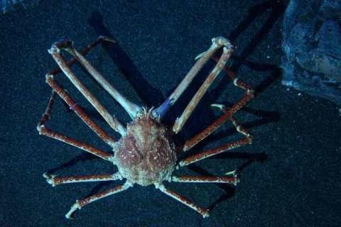 Japanese Spider Crab Churaumi Fish Encyclopedia Okinawa Churaumi Aquarium For The Next Generation To Inherit The Beautiful Seas Of Okinawa