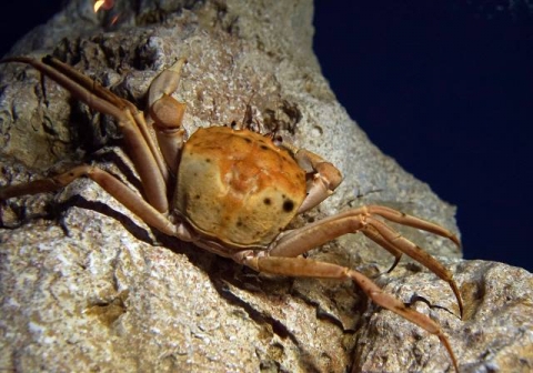 オオエンコウガニ 美ら海生き物図鑑 沖縄美ら海水族館 沖縄の美ら海を 次の世代へ