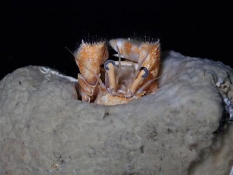 カルイシヤドカリ 美ら海生き物図鑑 沖縄美ら海水族館 沖縄の美ら海を 次の世代へ