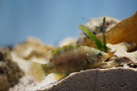 アカテンモチノウオ 美ら海生き物図鑑 沖縄美ら海水族館 沖縄の美ら海を 次の世代へ