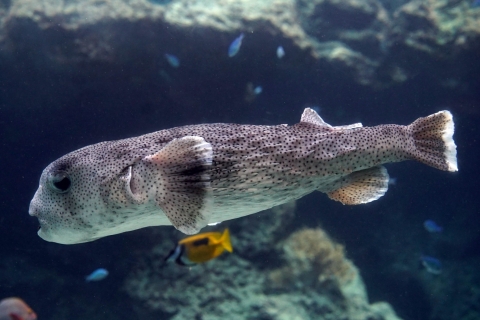 ネズミフグ 美ら海生き物図鑑 沖縄美ら海水族館 沖縄の美ら海を 次の世代へ