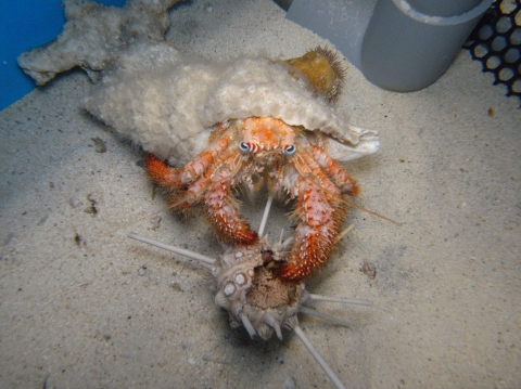 イボアシヤドカリ 美ら海生き物図鑑 沖縄美ら海水族館 沖縄の美ら海を 次の世代へ