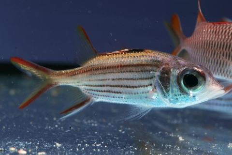 莎姆金鱗魚 美麗海生物圖鑑 沖繩美麗海水族館 沖繩美麗海世代相傳