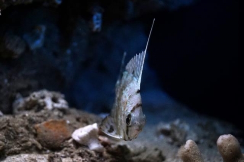 Spinyfin velifer | Churaumi Fish Encyclopedia | Okinawa Churaumi ...