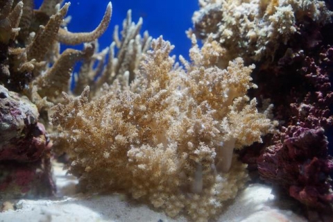 ハナブサイソギンチャク 美ら海生き物図鑑 沖縄美ら海水族館 沖縄の美ら海を 次の世代へ