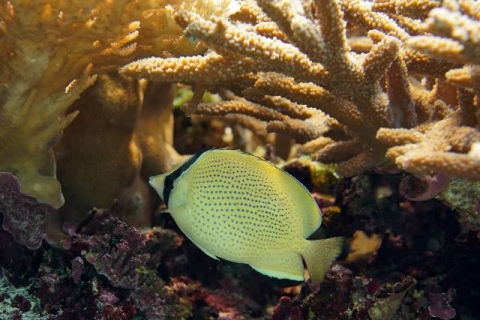 ゴマチョウチョウウオ 美ら海生き物図鑑 沖縄美ら海水族館 沖縄の美ら海を 次の世代へ ゴマチョウチョウウオ 美ら海生き物図鑑 沖縄美ら海水族館 沖縄の美ら海を 次の世代へ