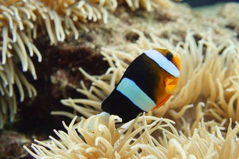 クマノミ | 美ら海生き物図鑑 | 沖縄美ら海水族館 - 沖縄の美ら海を、次の世代へ。-