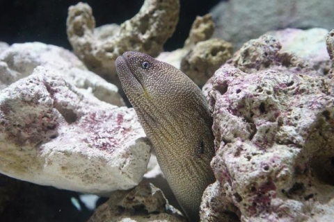 アデウツボ 美ら海生き物図鑑 沖縄美ら海水族館 沖縄の美ら海を 次の世代へ