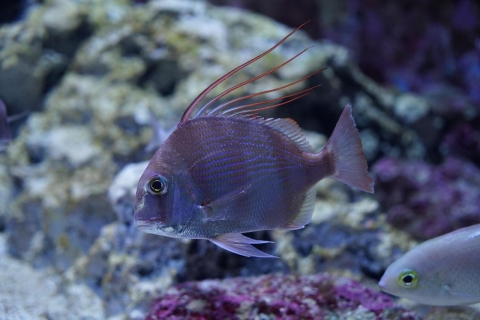 タイワンダイ 美ら海生き物図鑑 沖縄美ら海水族館 沖縄の美ら海を 次の世代へ